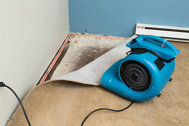 Best Mold removal after water damage  in Pleasant Prairie, WI